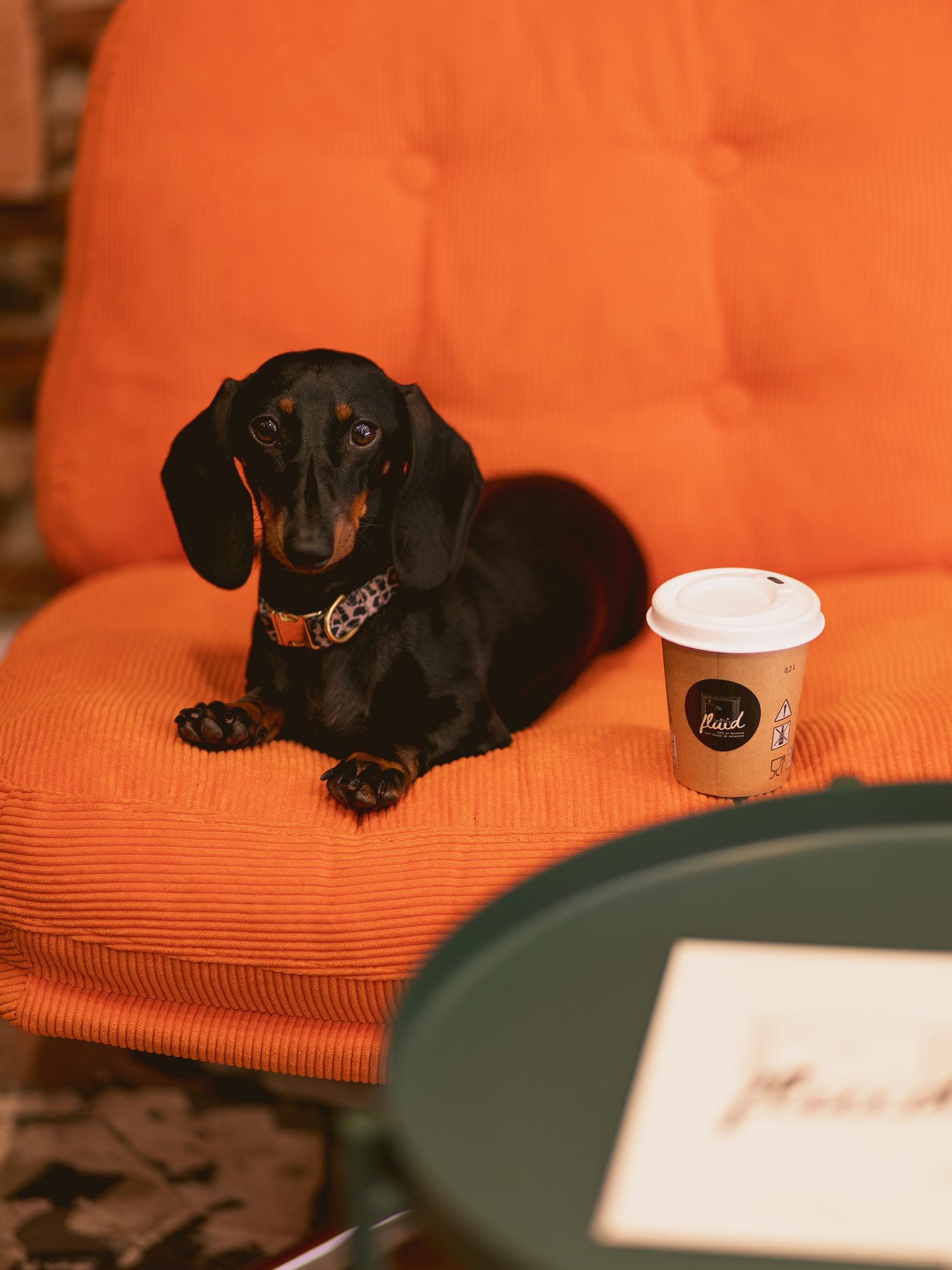 Abba, la teckel noire et feu, couchée sur le fauteuil orange à côté d'un gobelet Fluid